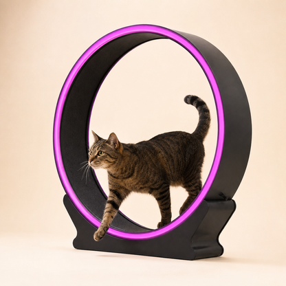 Tabby cat walking inside the black cat exercise wheel with the magenta LED ring lit